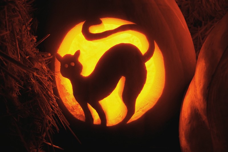 Halloween Cat