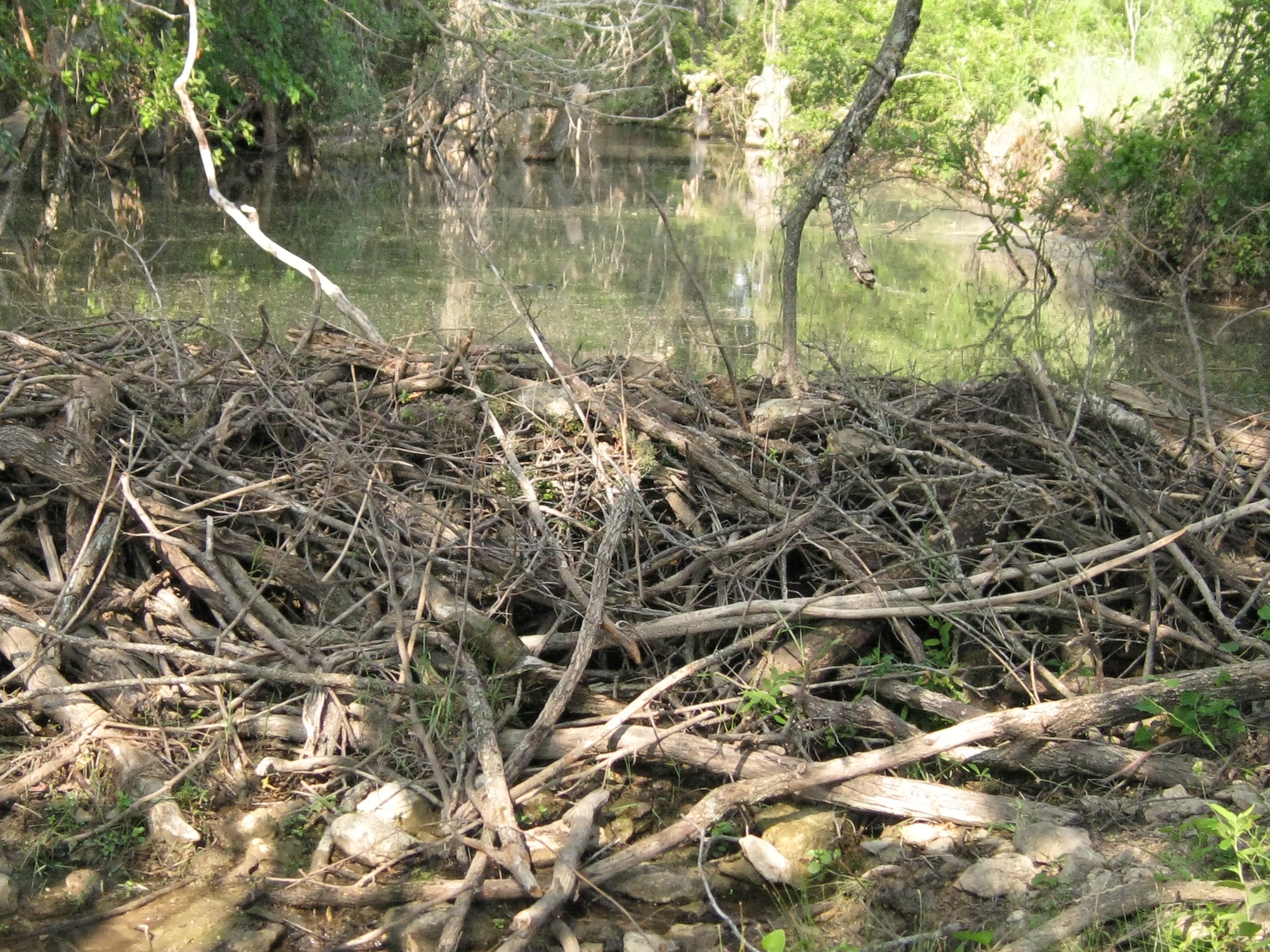 Beaver Dam