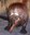 Beaver
