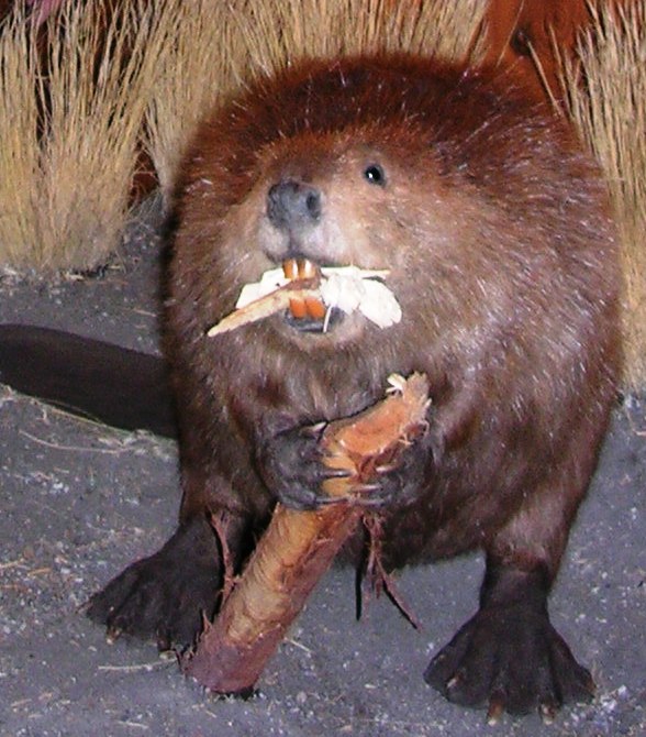 Beaver